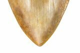 Serrated, Fossil Megalodon Tooth - Indonesia #226258-3